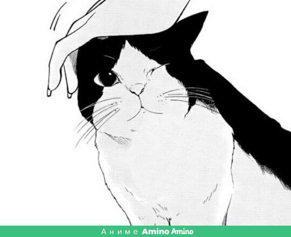 Котенок черно-белый