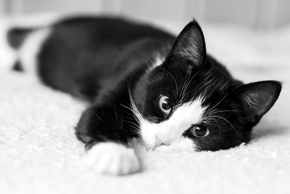 Двойные обои котики