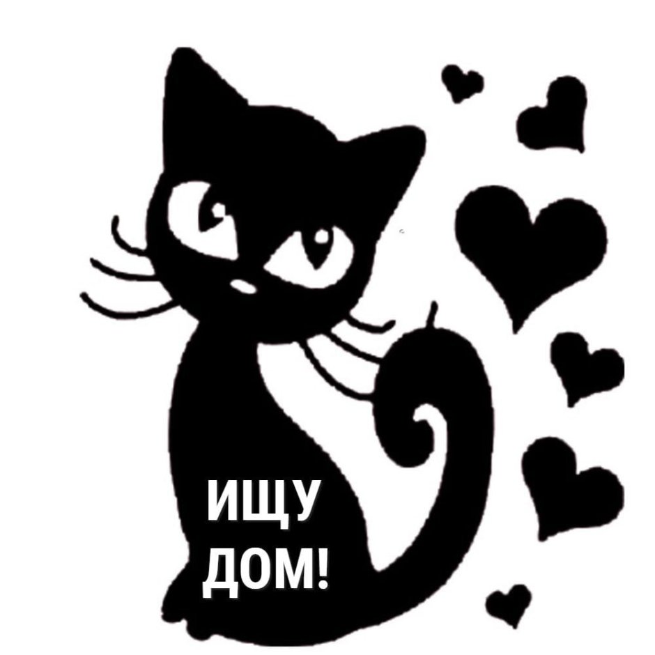 Котик на белом фоне