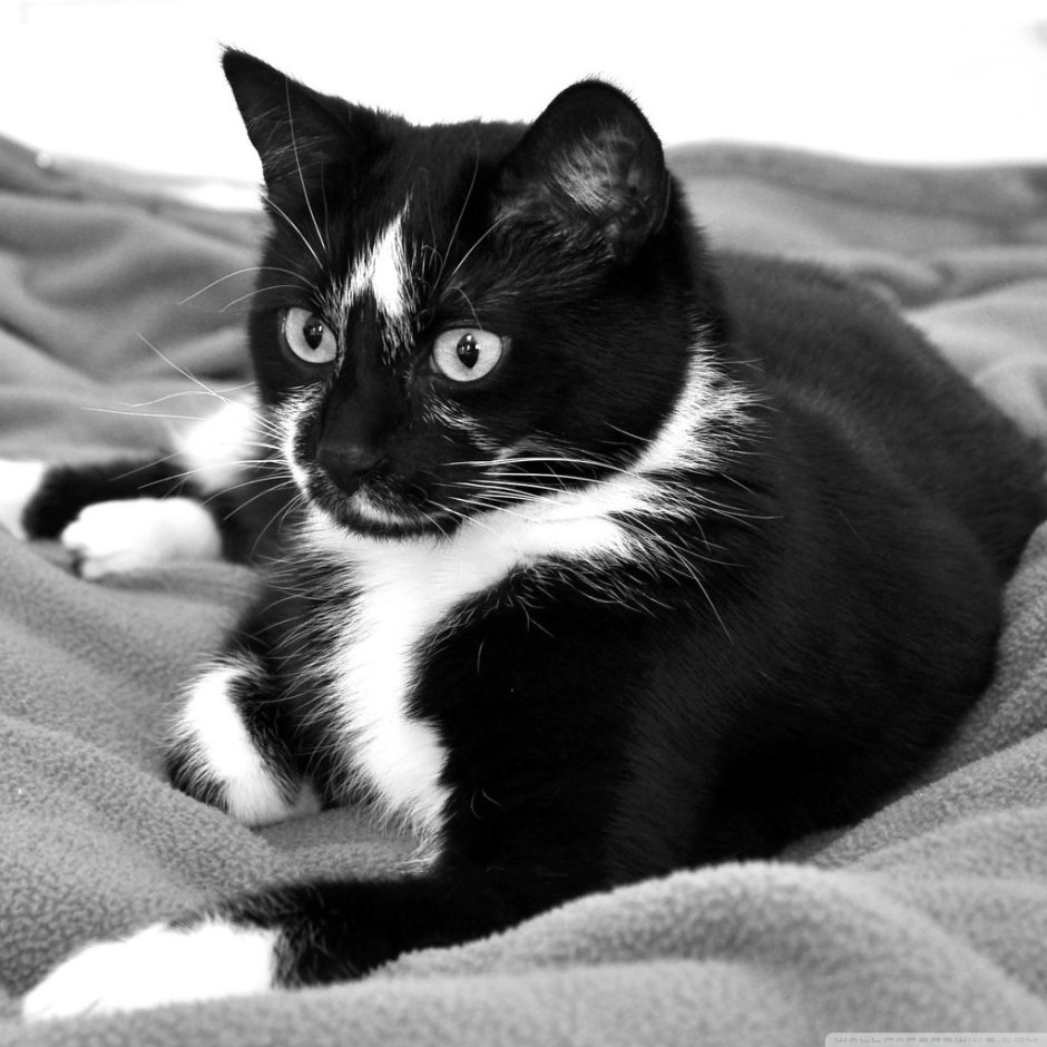 Черно белая кошка