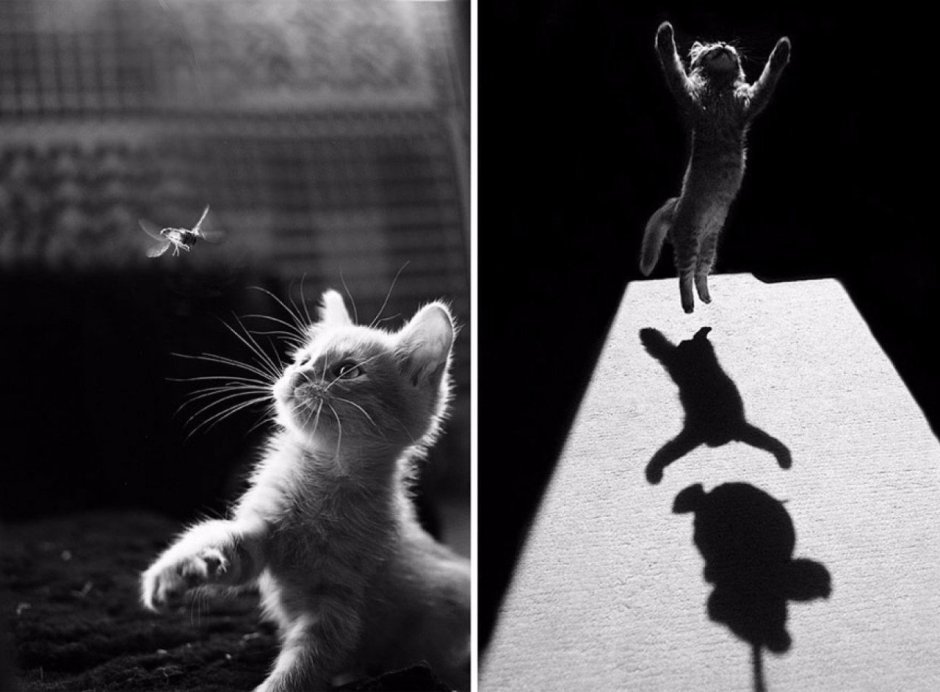 Крутые коты