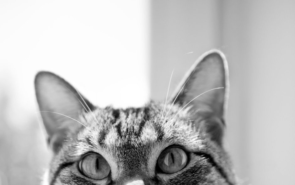 Дерзкий кот