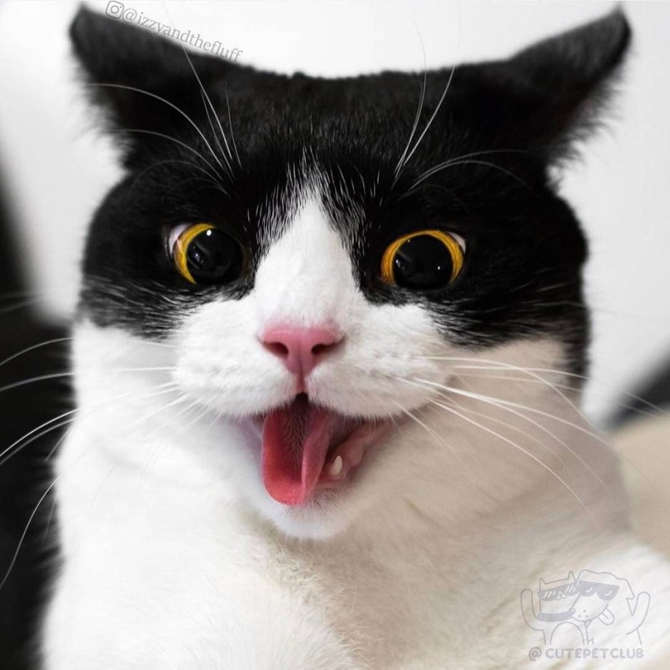 Монохромный котик