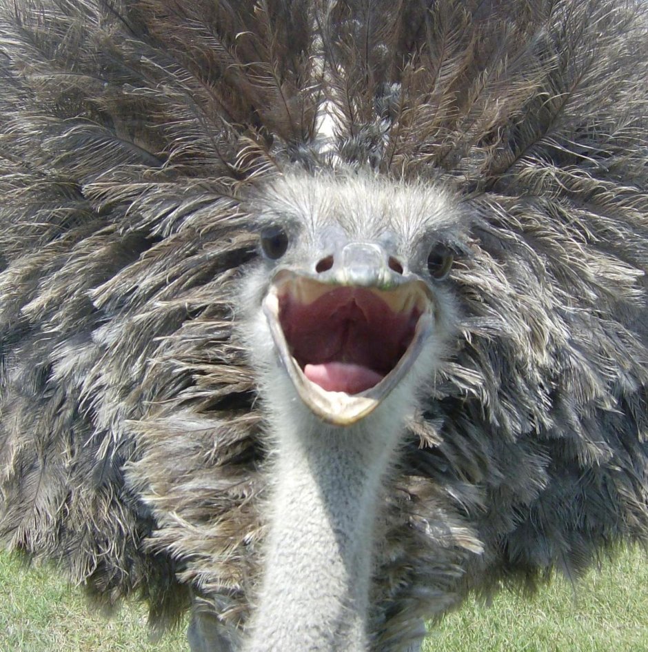 Улыбаха юмор картинки