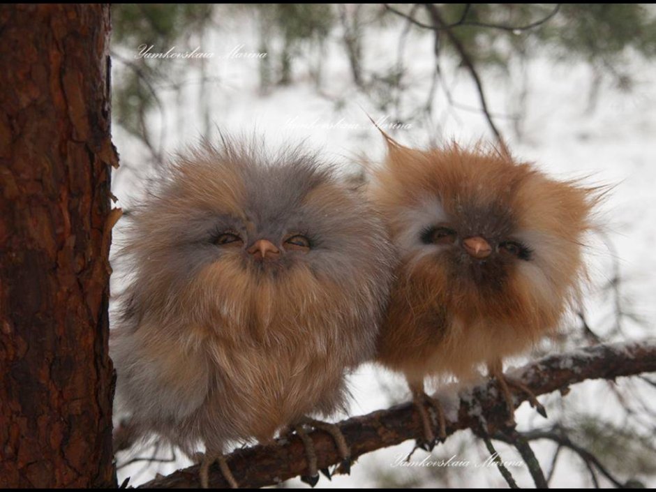 Пушистые птицы