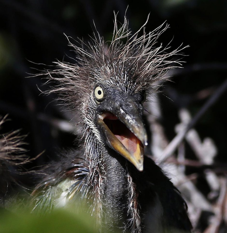 Страшная птица