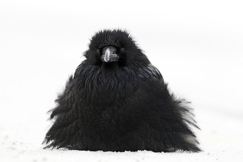 Пушистая ворона