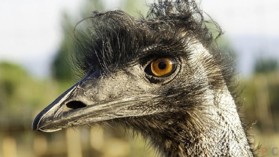 Лохматая птица