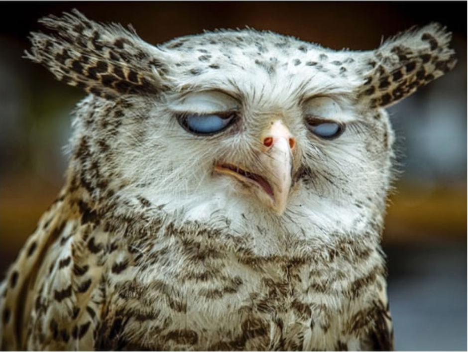 Сова улыбается