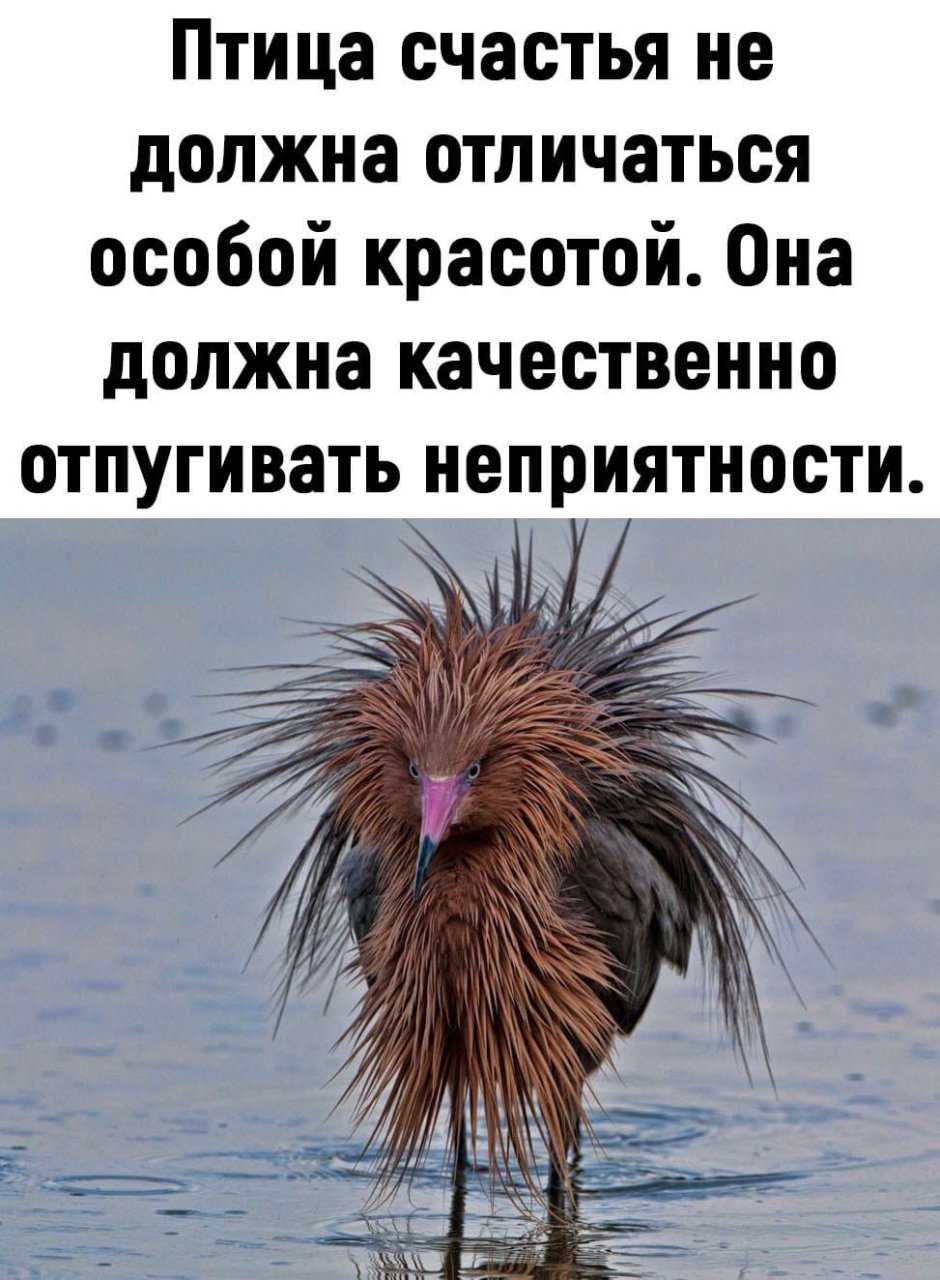 Пушистые звери