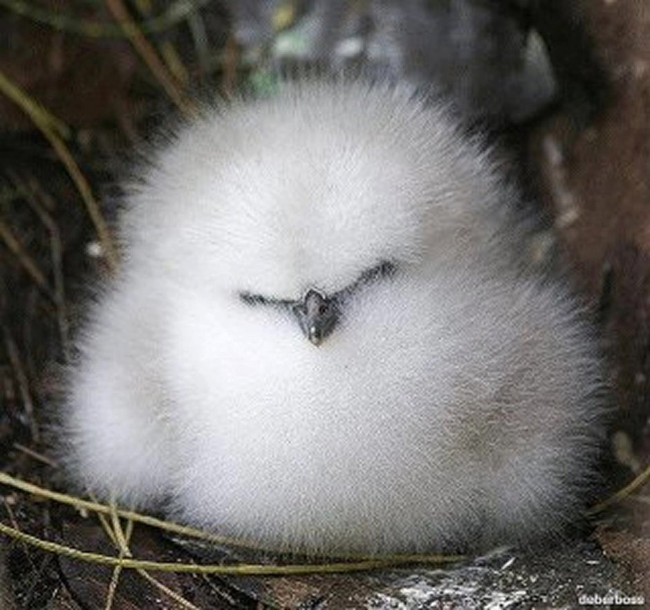 Птенец сплюшки