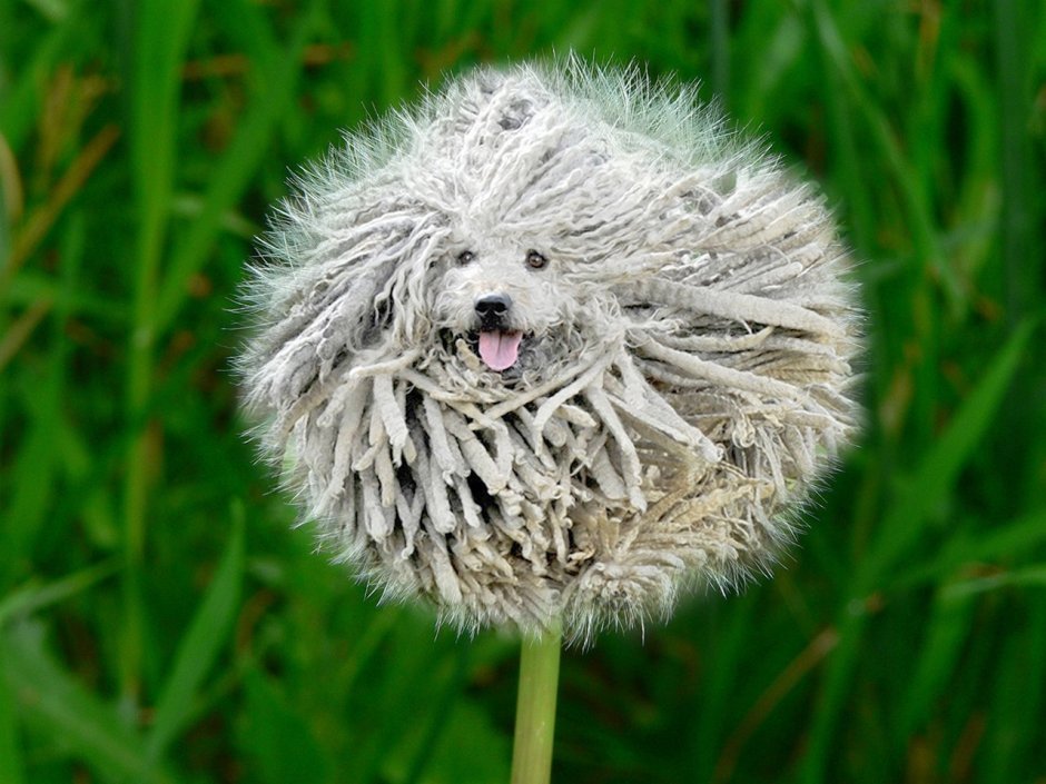 Падуан золотистый