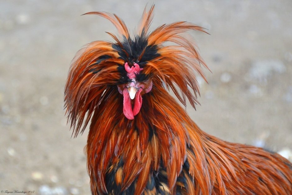 Порода кур китайская шелковая