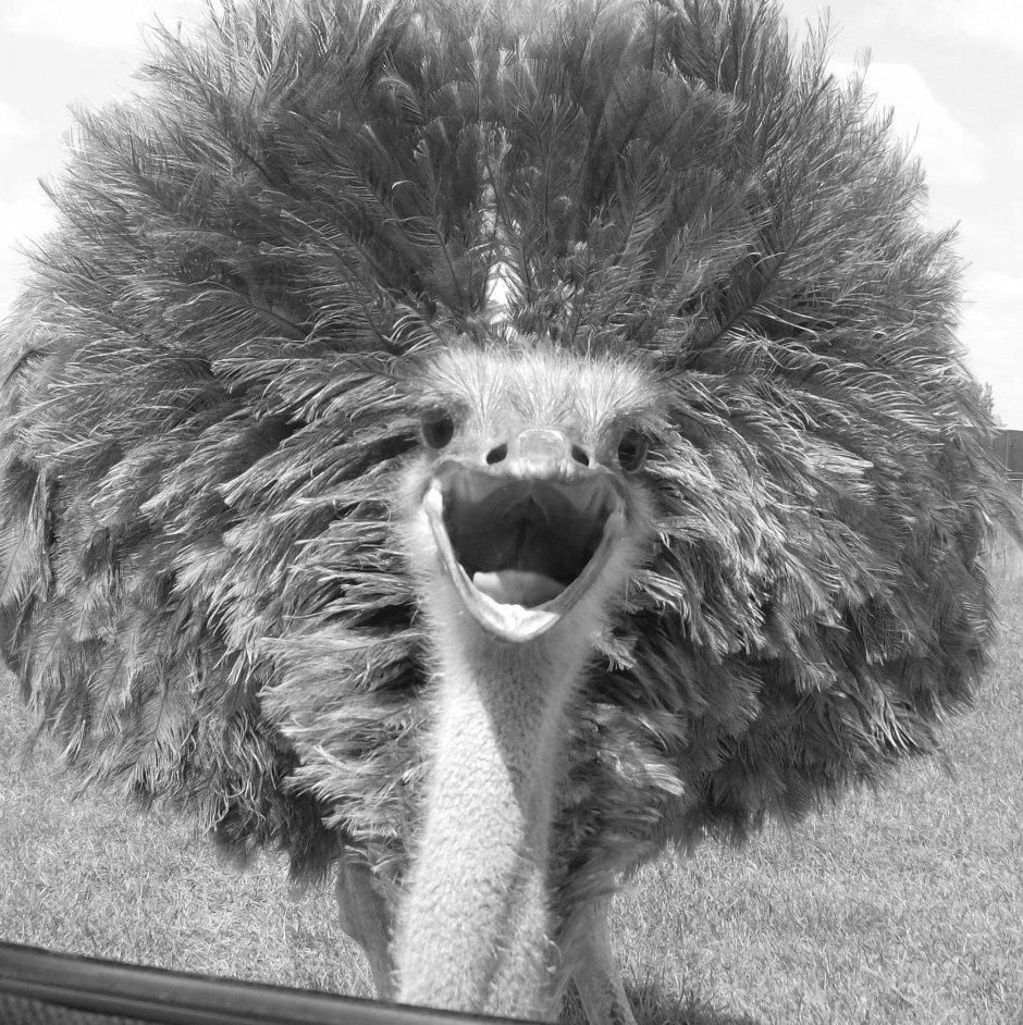 Страус с прической