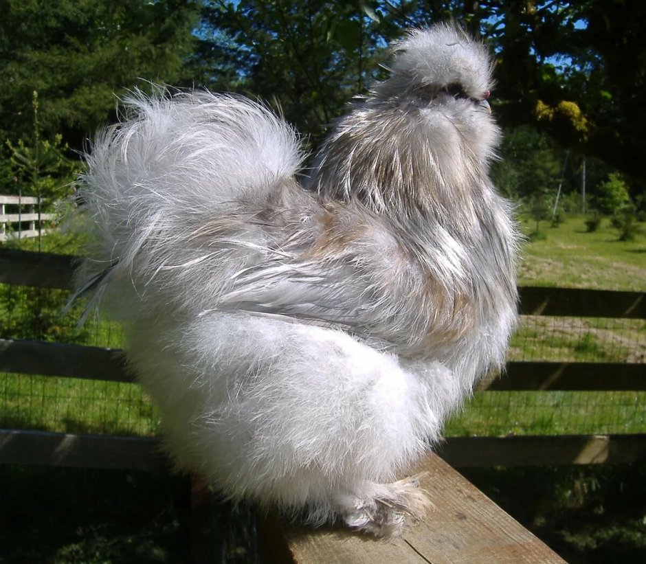 Птица счастья юмор