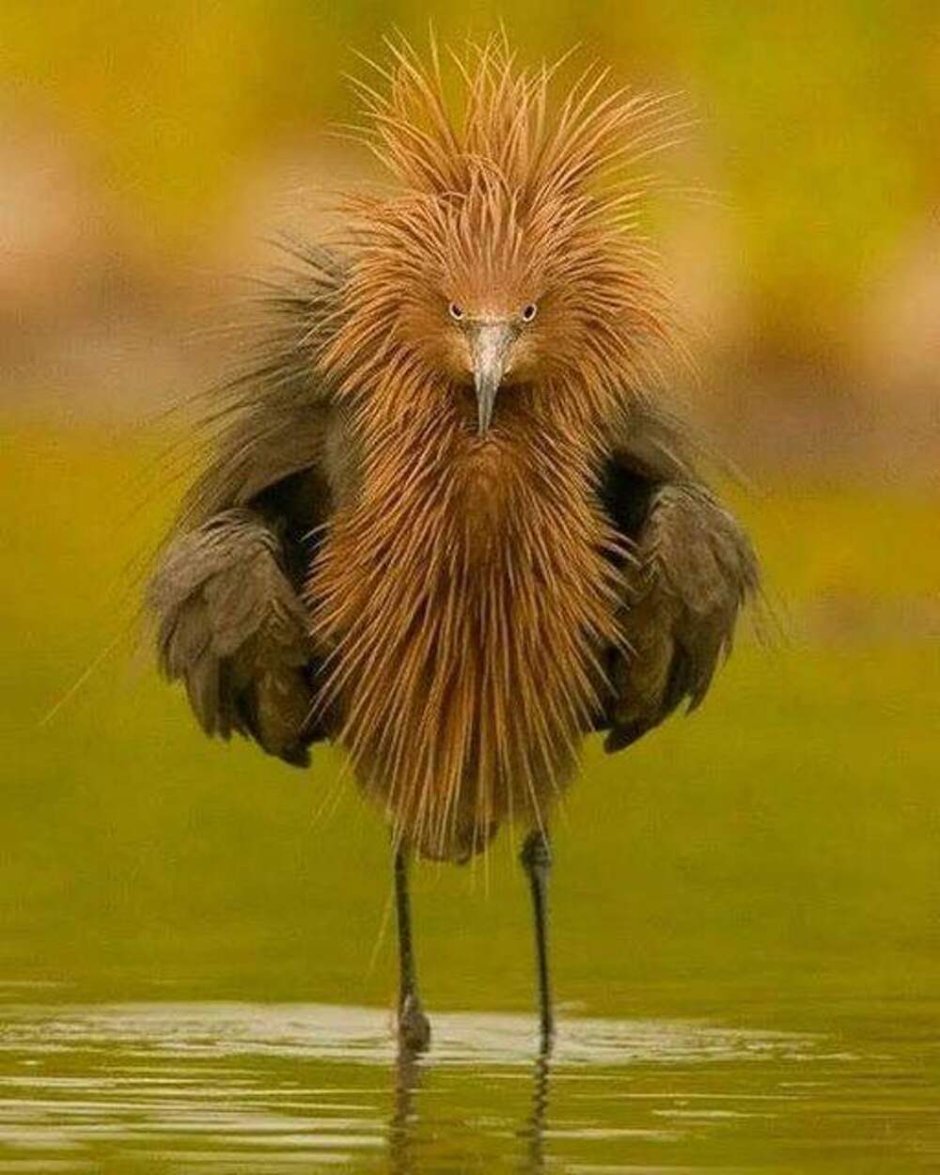 Паук птицеед альбинос