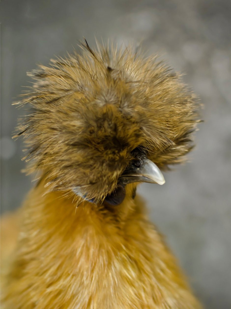 Цыплята китайской шелковой