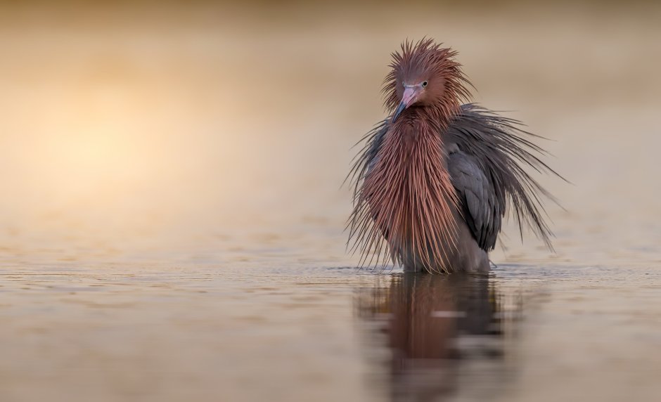 Reddish Egret птица