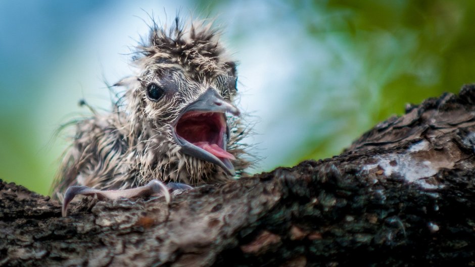Карликовый Сокол птенец