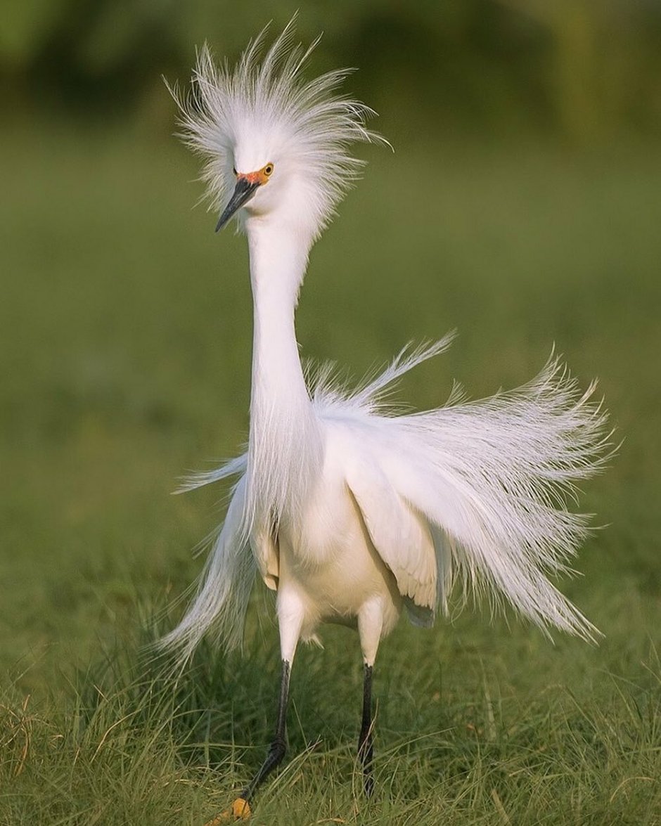 Хохлатая Чайка