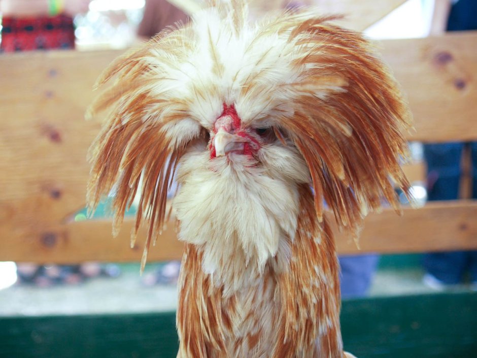 Лохматое животное