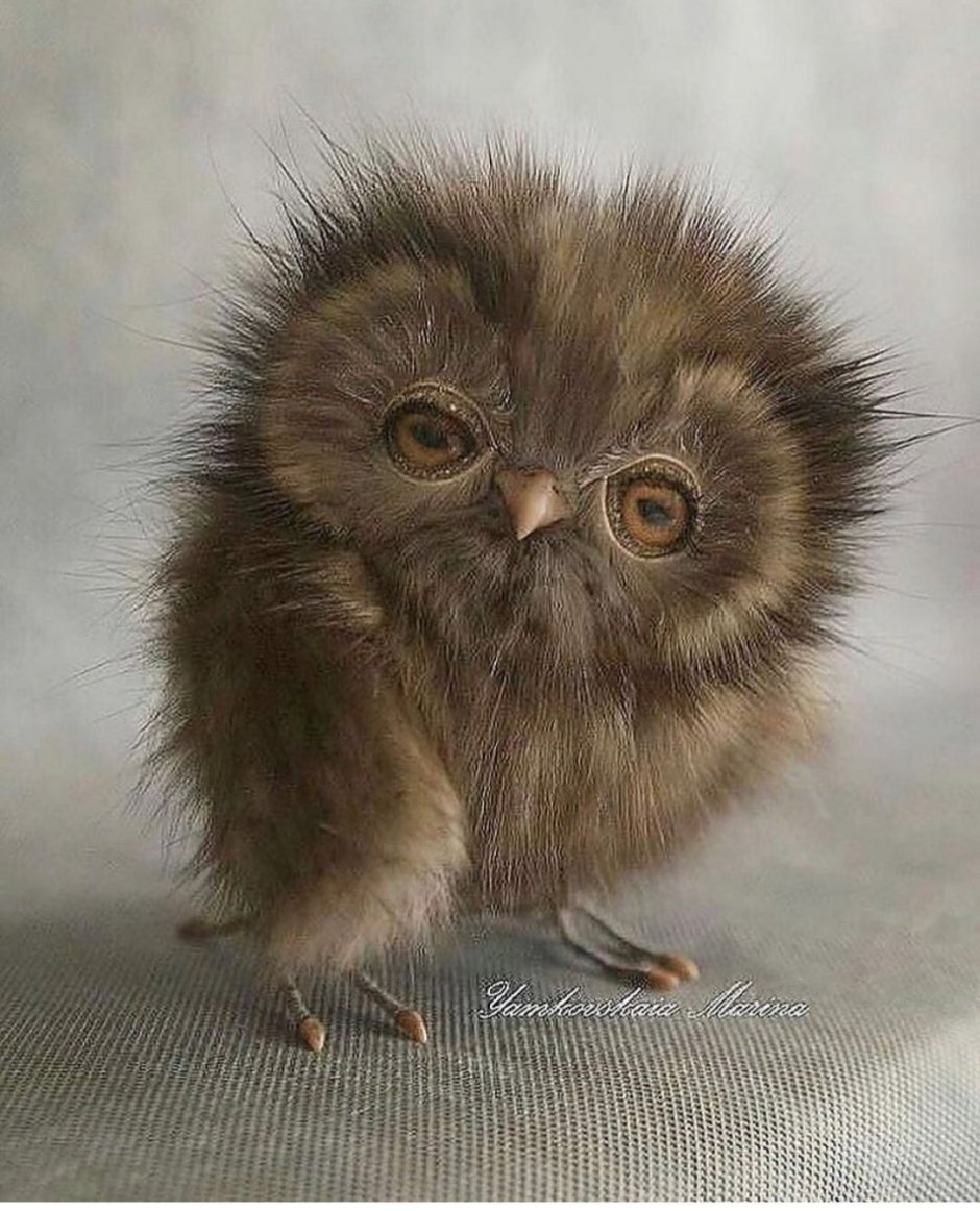 Петух с челкой