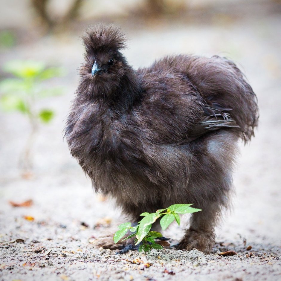 Смешные птенцы