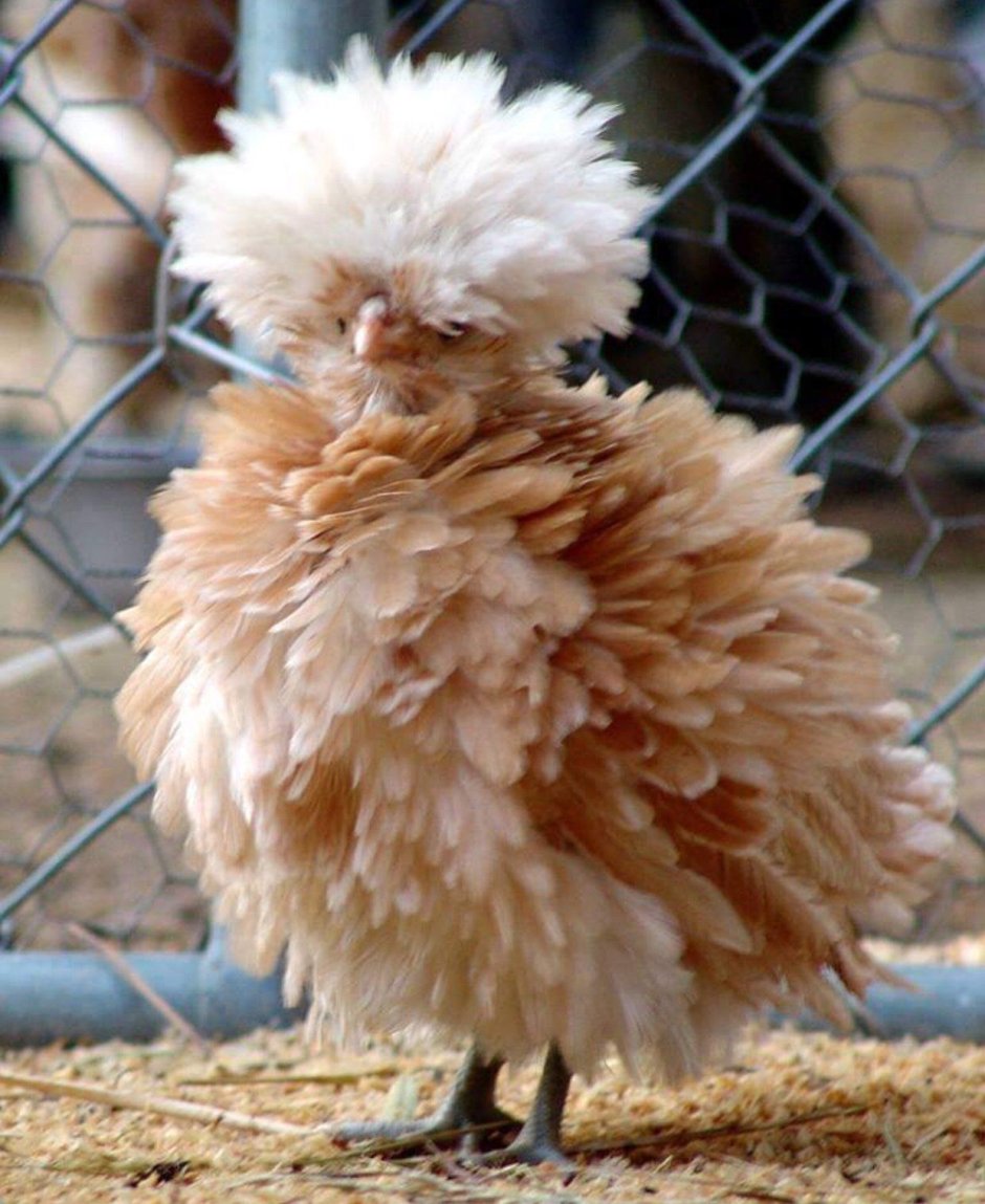 Китайская шелковая Брама