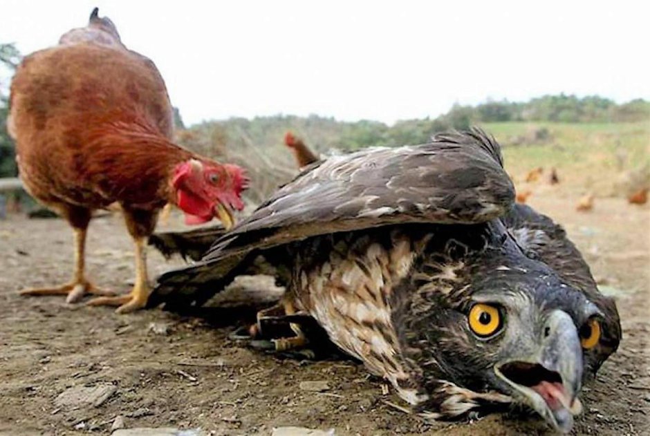 Прическа Сова