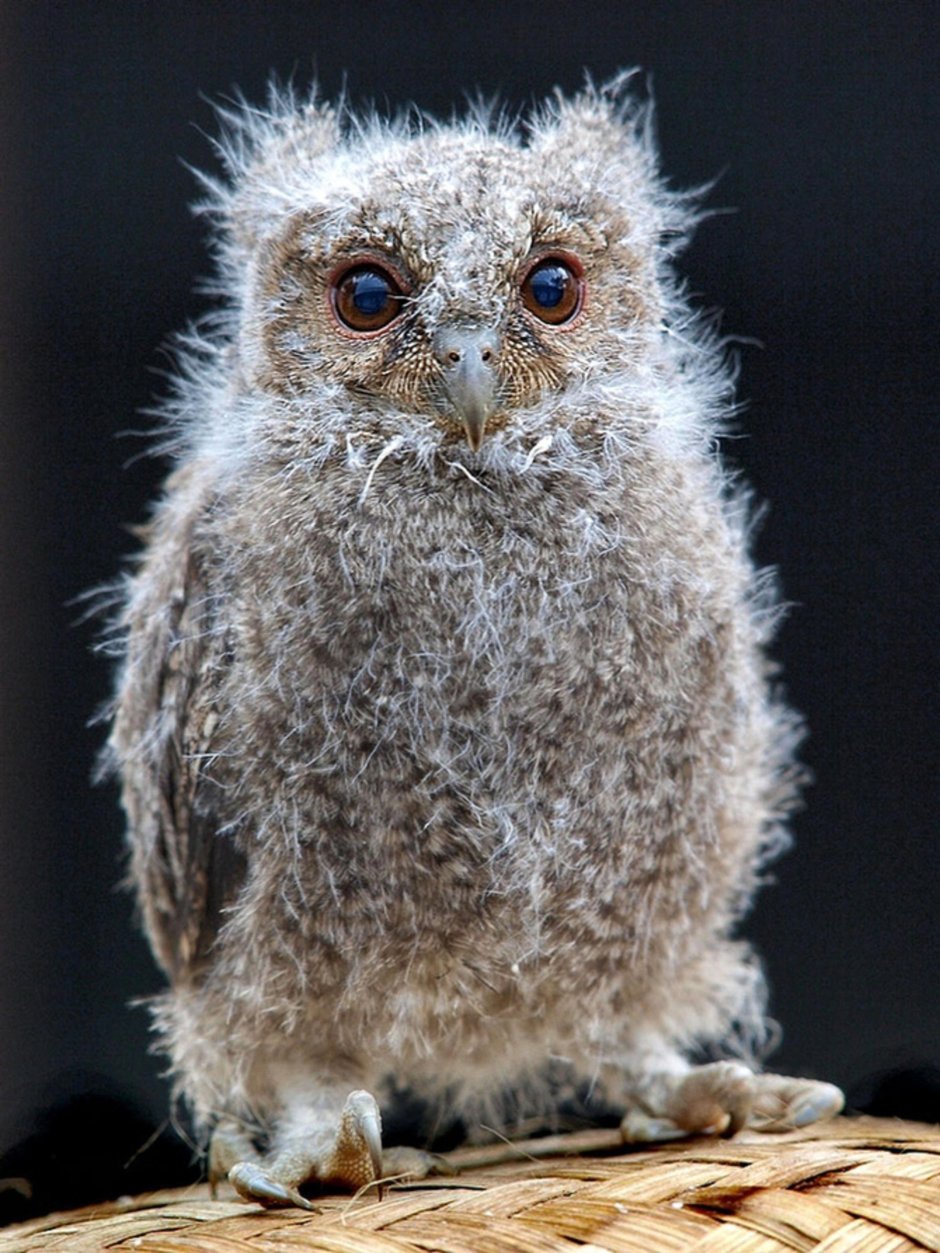 Птица венценосный журавль