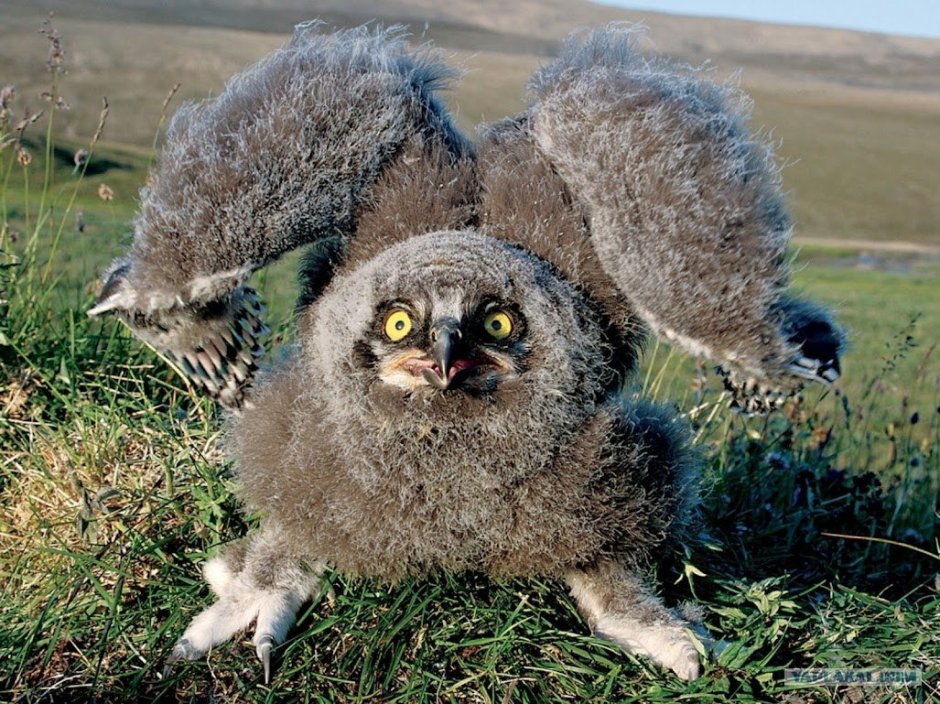 Филин птенец