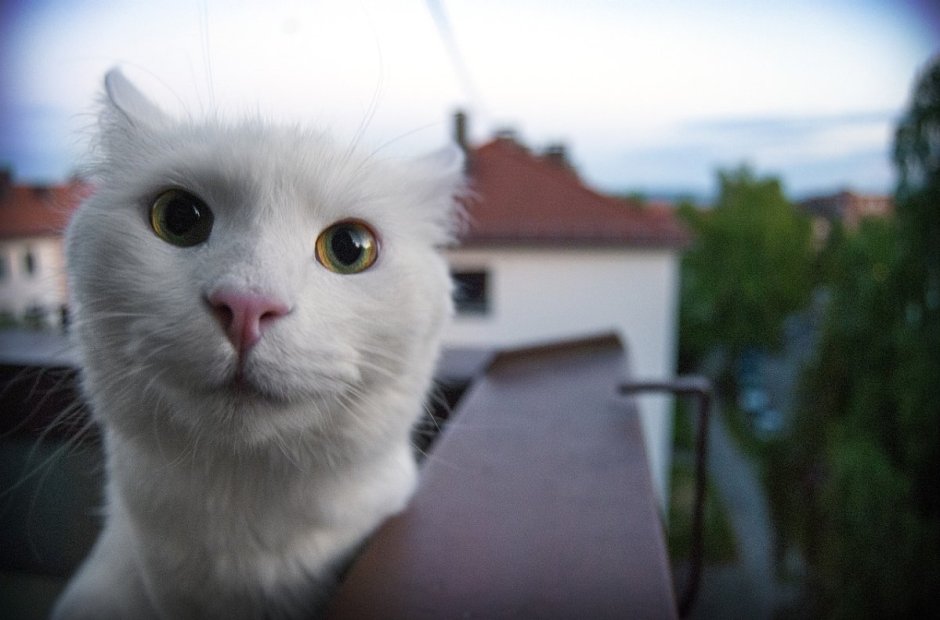 Черная кошка с розовым носом