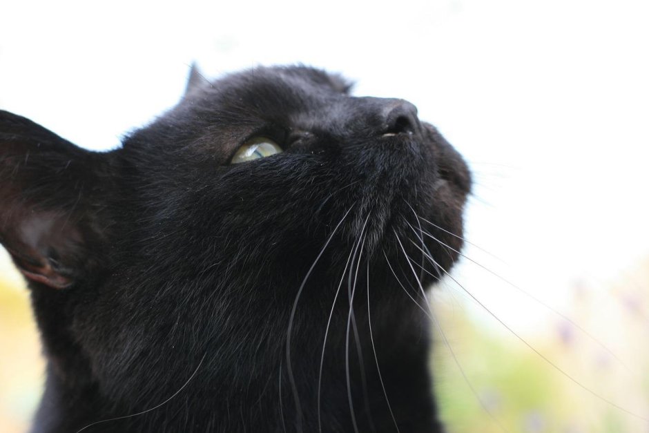 Котята чёрно белые