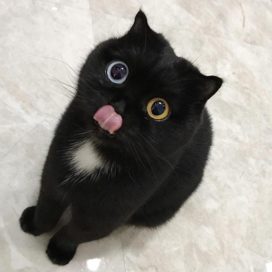 Черный кот с высунутым языком