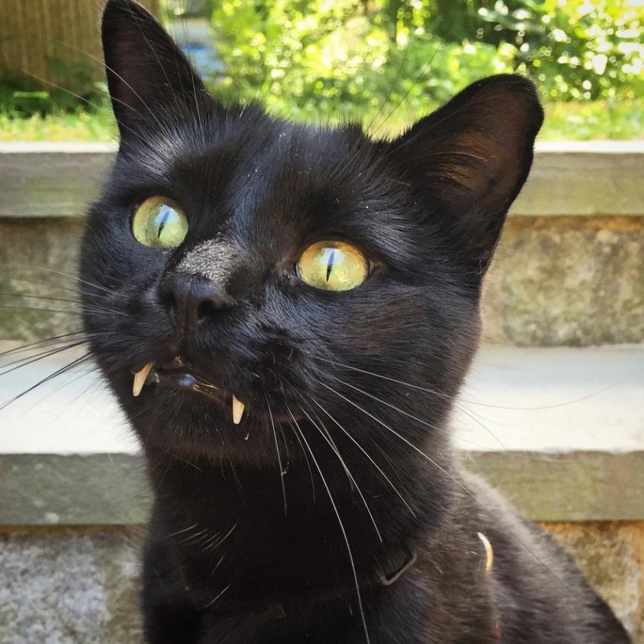 Нос кота