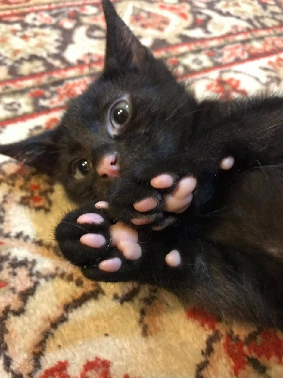 Черный котенок с розовым носиком