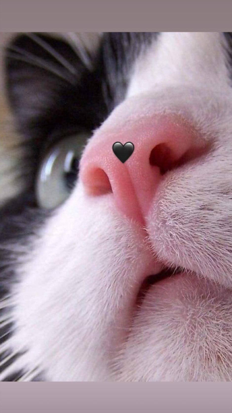 Нос у черных кошек