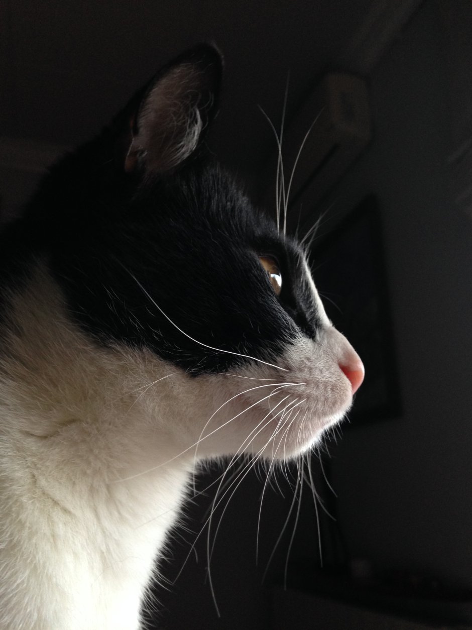 Необычные черные коты