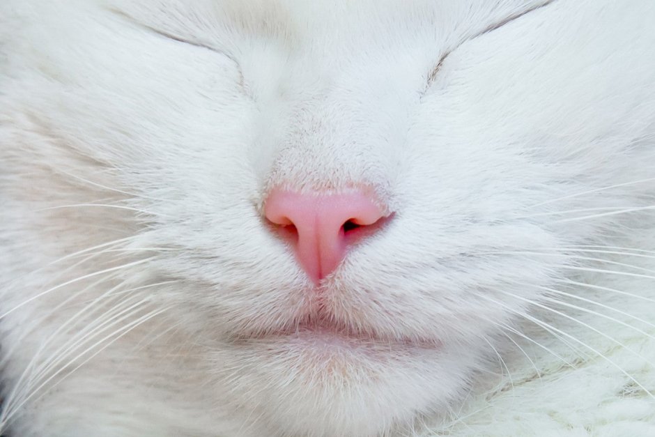 Смешной черный кот