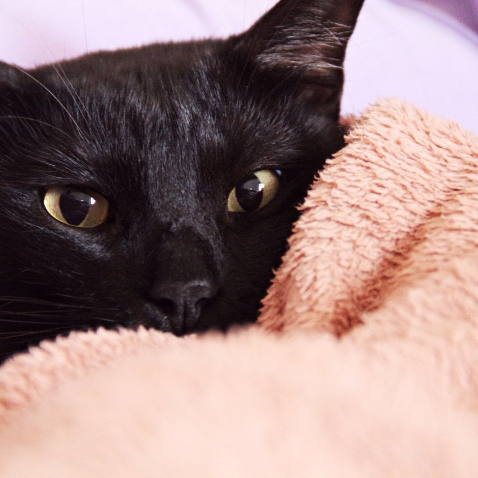 Морда черного кота