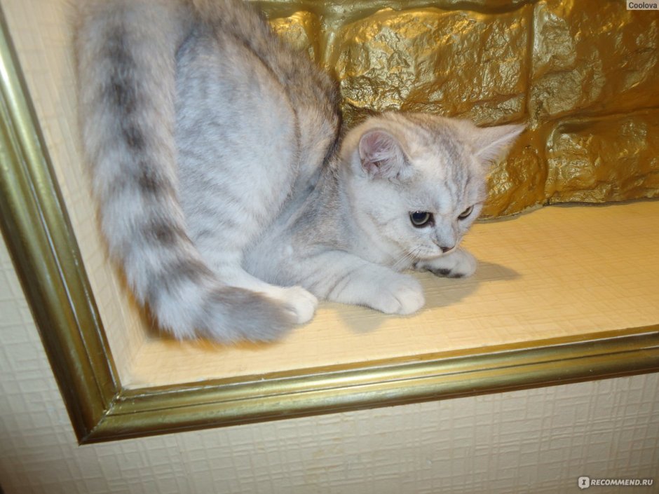 Бенгальская шиншилла