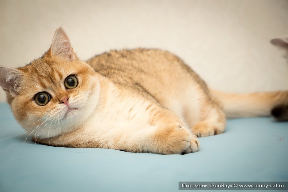 Домашние кошки
