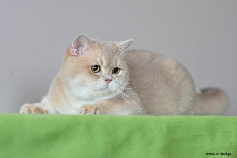 Бенгальская шиншилла кошка