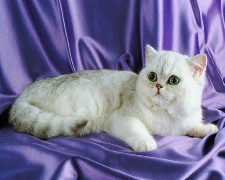 Милый британский кот
