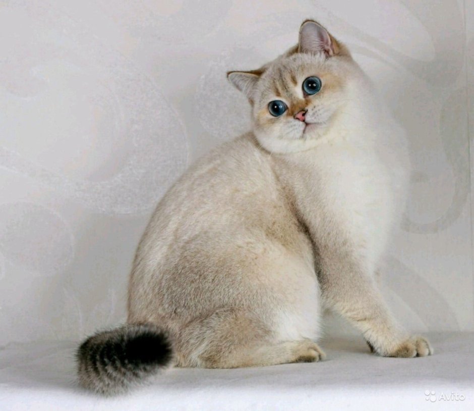 Британская Золотая шиншилла белая