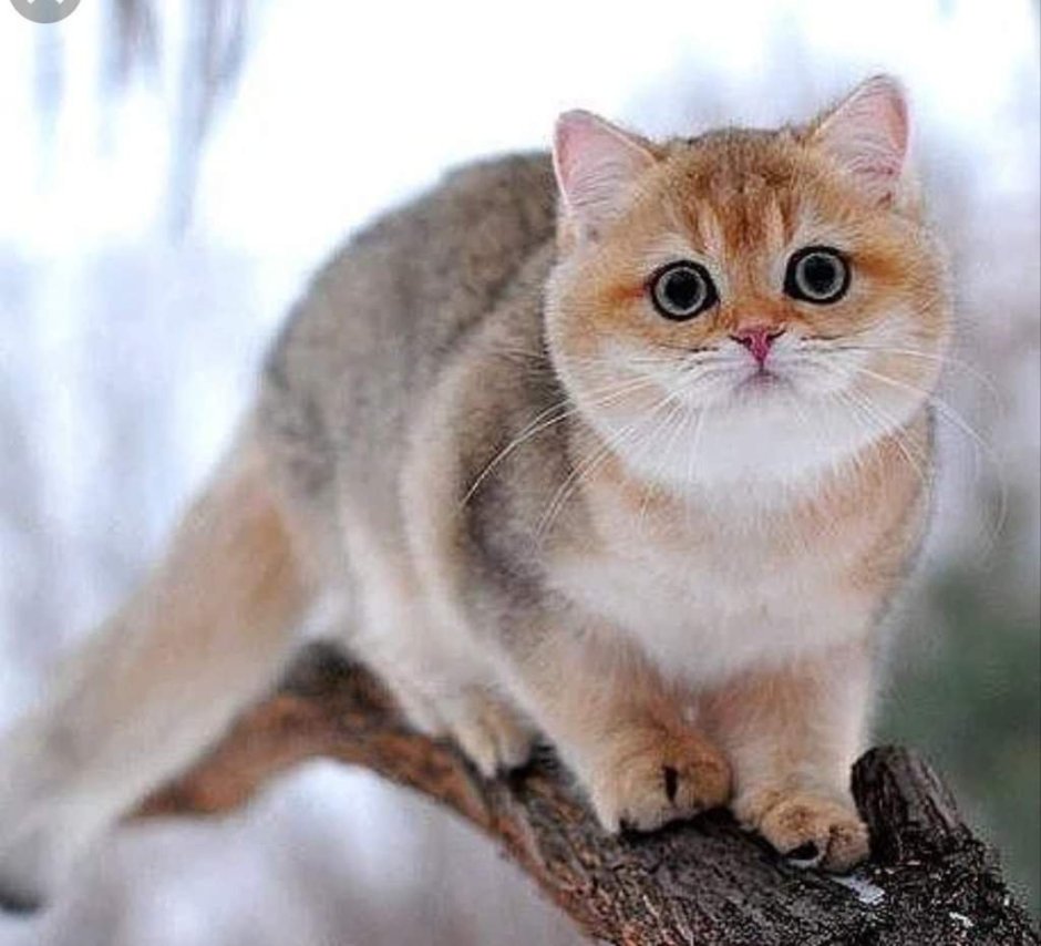 Британская короткошёрстная шиншилла