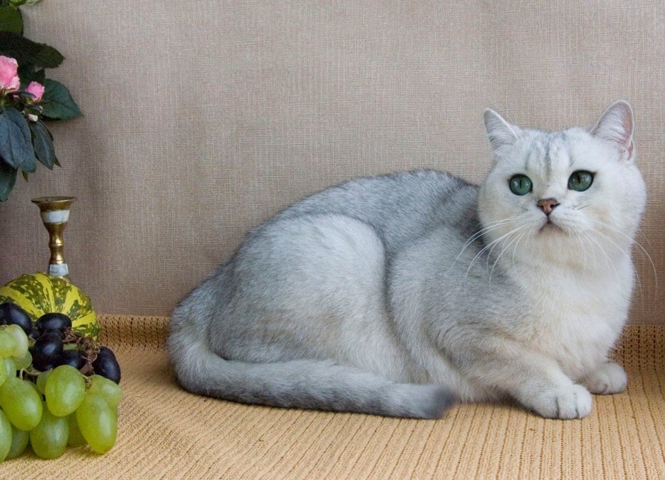 Белая Британская шиншилла Коби