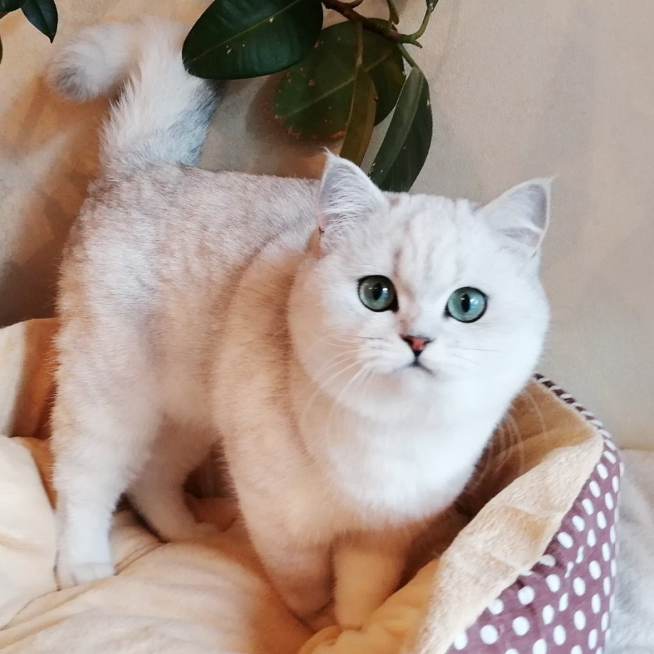 Манчкин британец