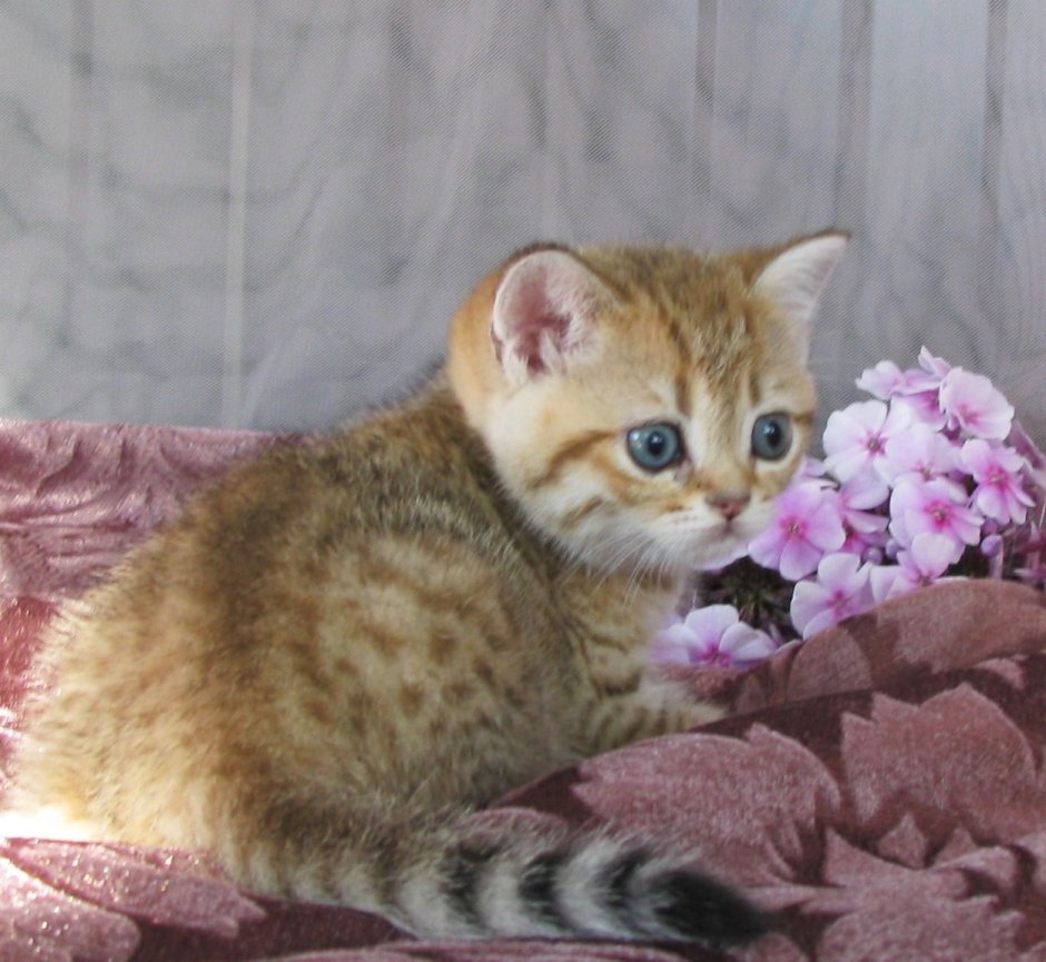Шотландские котята Браун табби