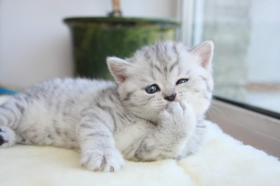 Британский кот Золотая шиншилла